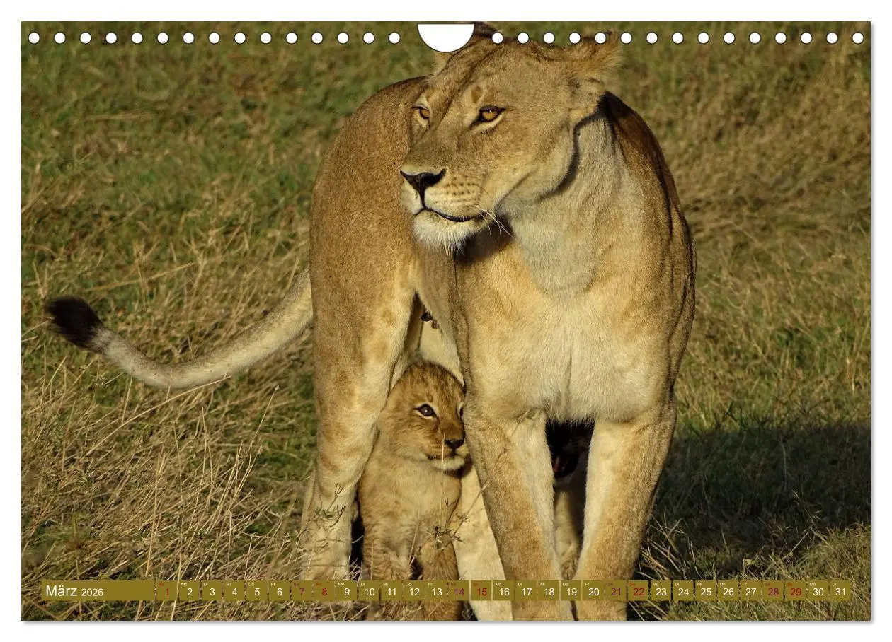 Bild: 9783457538081 | Löwen - gross und klein (Wandkalender 2026 DIN A4 quer), CALVENDO...
