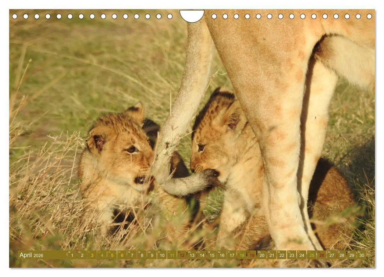 Bild: 9783457538081 | Löwen - gross und klein (Wandkalender 2026 DIN A4 quer), CALVENDO...