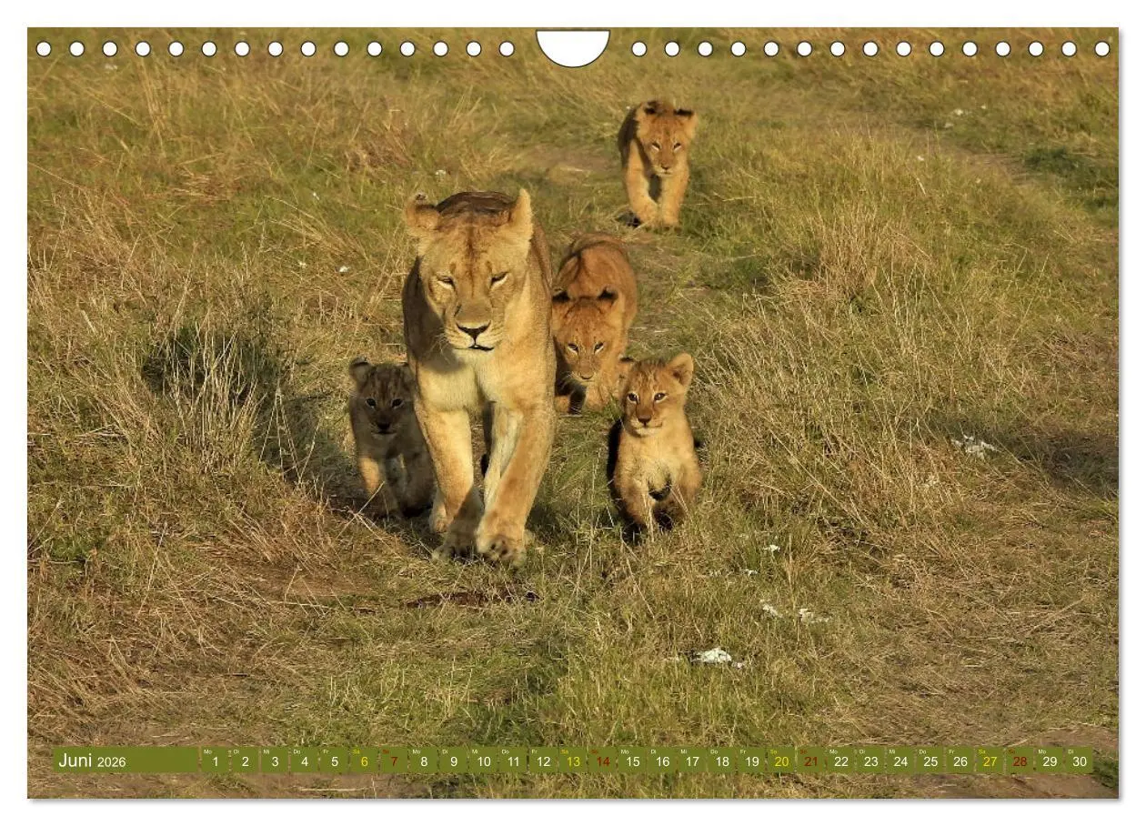 Bild: 9783457538081 | Löwen - gross und klein (Wandkalender 2026 DIN A4 quer), CALVENDO...
