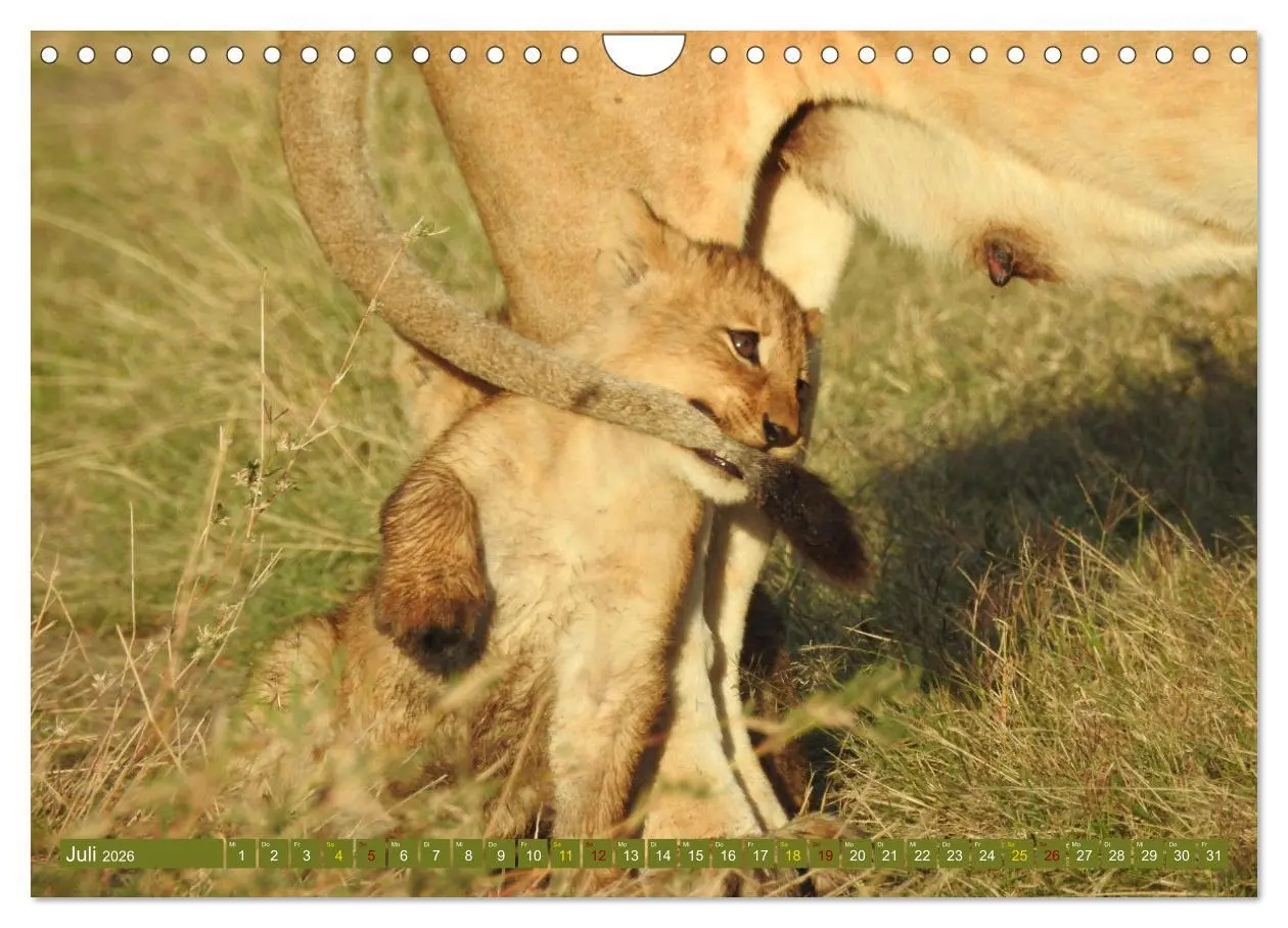 Bild: 9783457538081 | Löwen - gross und klein (Wandkalender 2026 DIN A4 quer), CALVENDO...