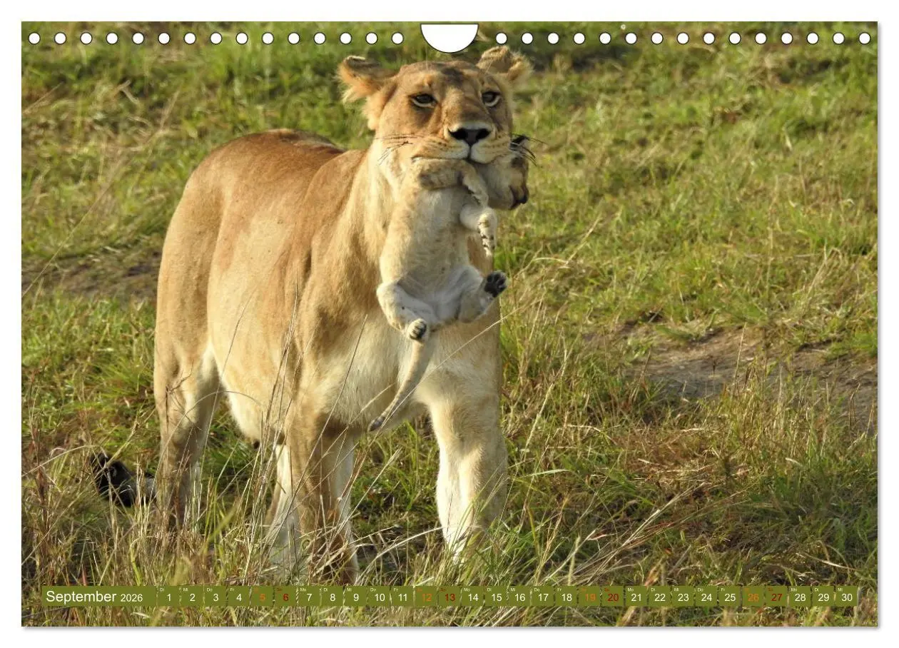 Bild: 9783457538081 | Löwen - gross und klein (Wandkalender 2026 DIN A4 quer), CALVENDO...