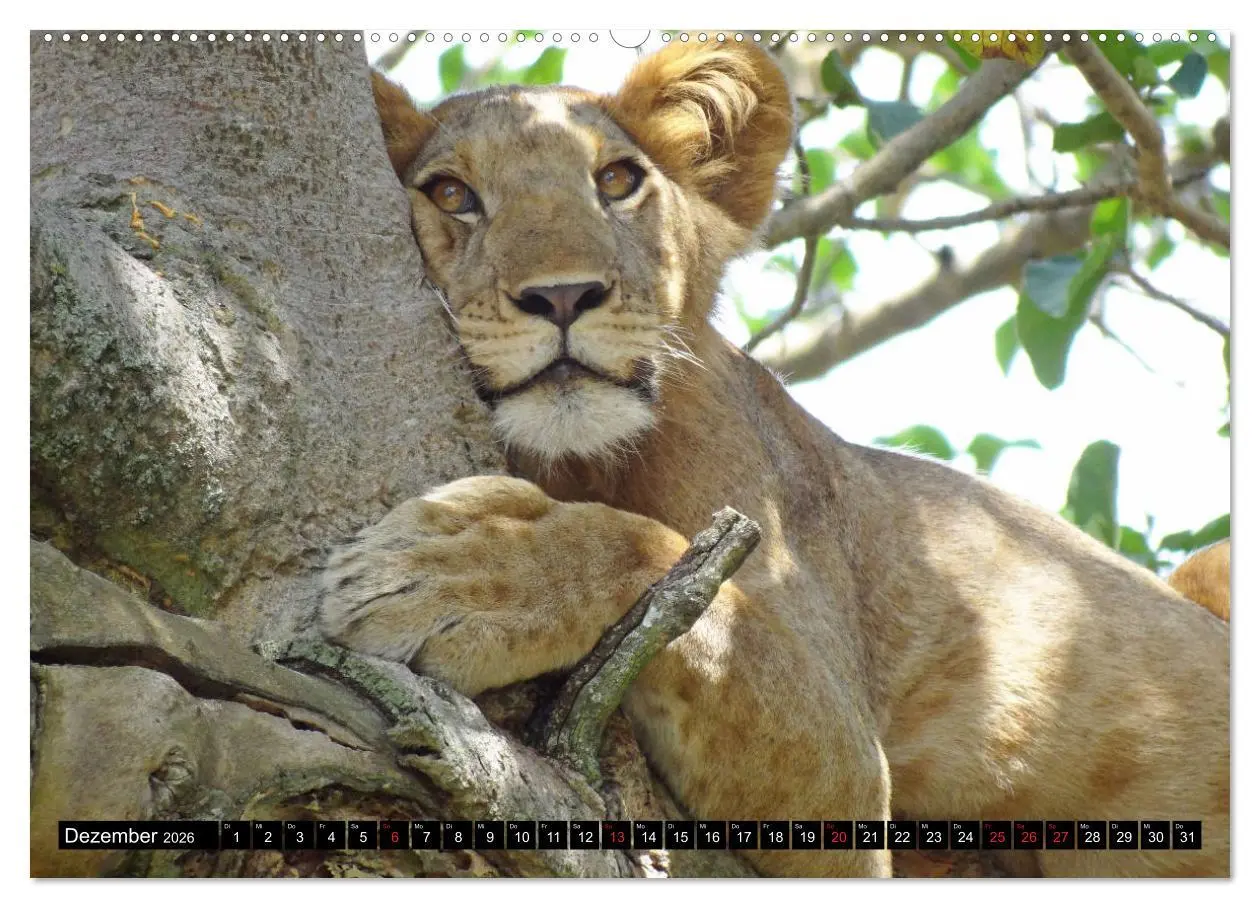 Bild: 9783457918081 | Afrikas Perle Uganda (Wandkalender 2026 DIN A2 quer), CALVENDO...