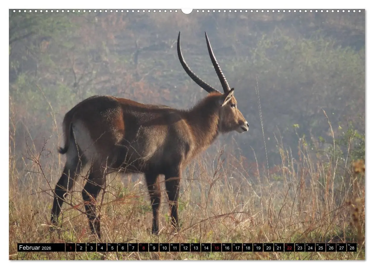 Bild: 9783457918081 | Afrikas Perle Uganda (Wandkalender 2026 DIN A2 quer), CALVENDO...