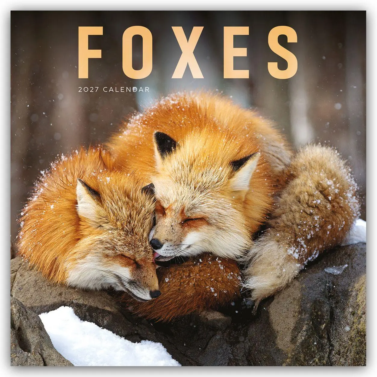Cover: 9781529858181 | Foxes - Füchse 2027 - Wand-Kalender | Carousel Calendar | Kalender