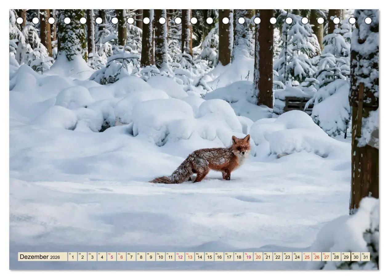 Bild: 9783457838181 | Fuchs - schlauer Räuber (Tischkalender 2026 DIN A5 quer), CALVENDO...