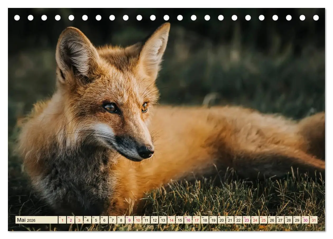 Bild: 9783457838181 | Fuchs - schlauer Räuber (Tischkalender 2026 DIN A5 quer), CALVENDO...