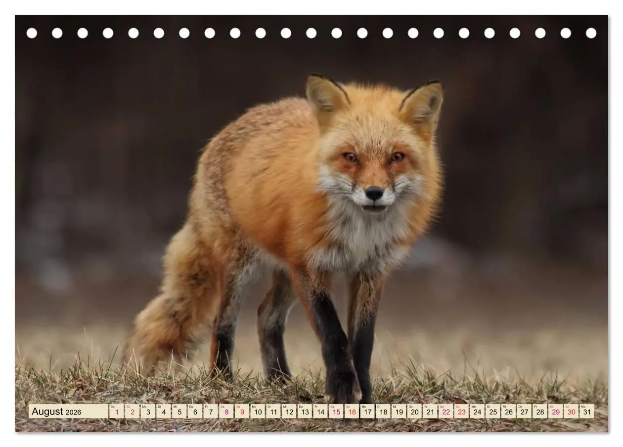 Bild: 9783457838181 | Fuchs - schlauer Räuber (Tischkalender 2026 DIN A5 quer), CALVENDO...