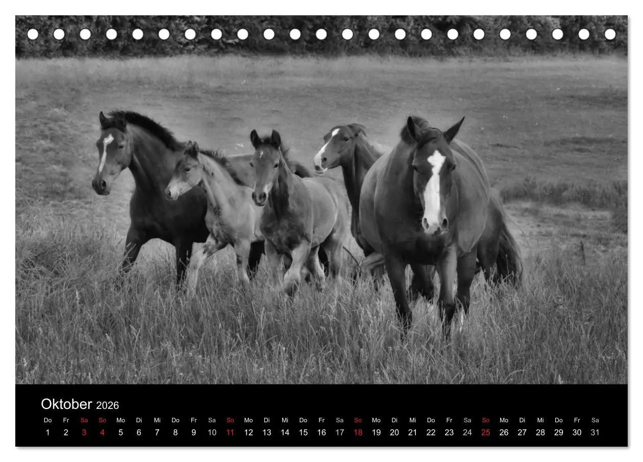 Bild: 9783516168181 | Pferde 2026 Wild Thing (Tischkalender 2026 DIN A5 quer), CALVENDO...