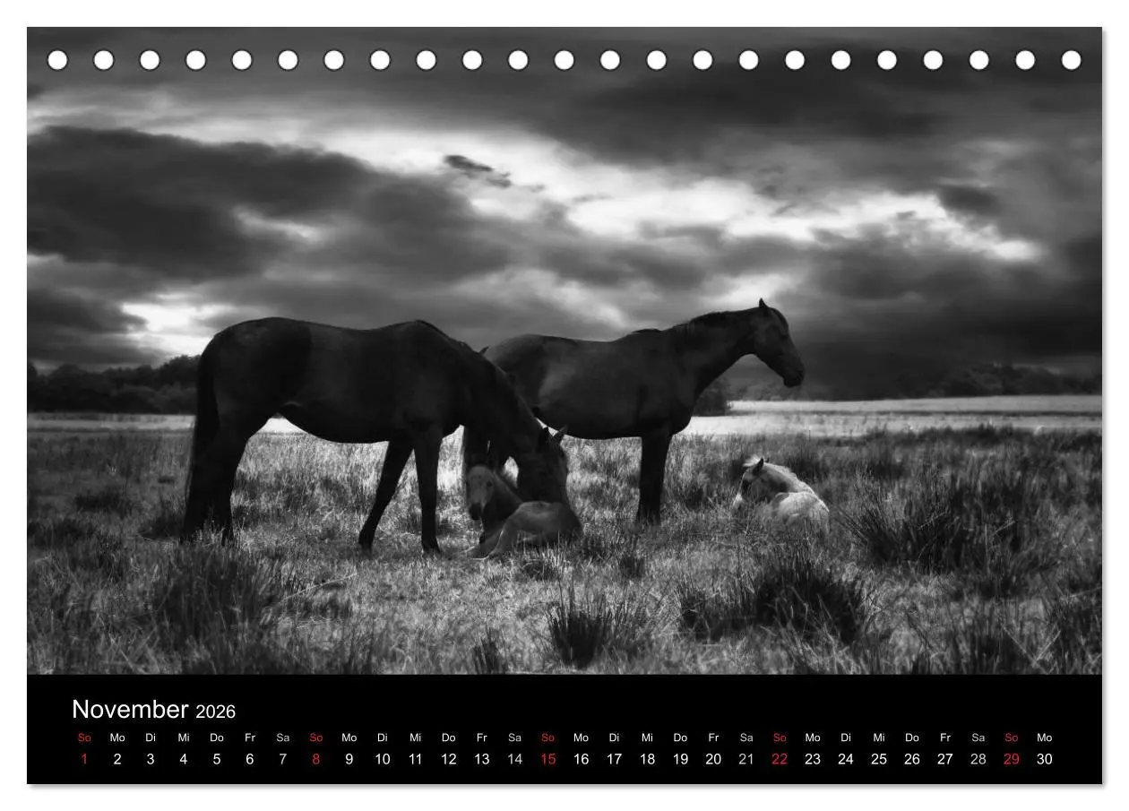Bild: 9783516168181 | Pferde 2026 Wild Thing (Tischkalender 2026 DIN A5 quer), CALVENDO...