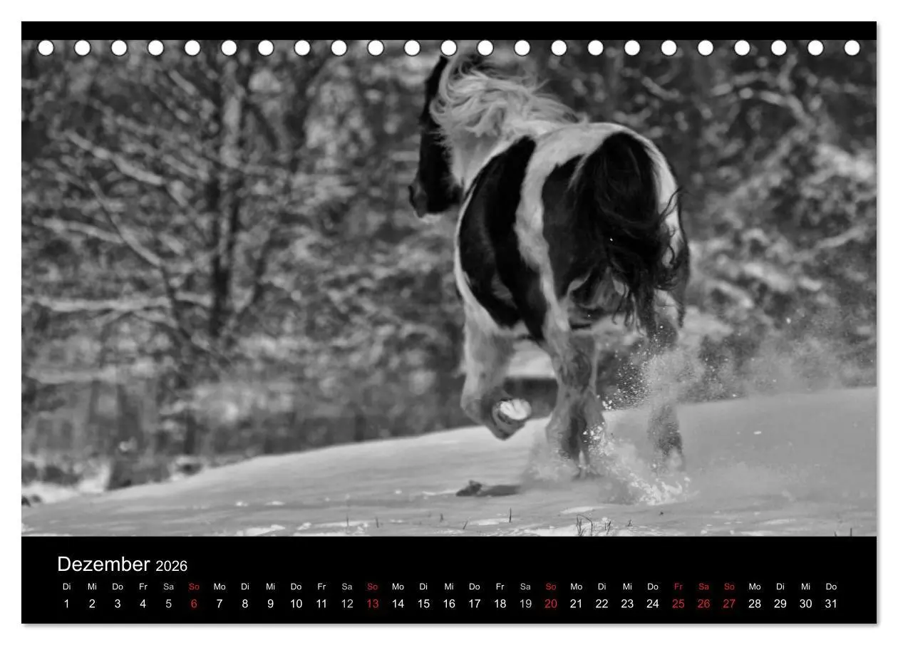 Bild: 9783516168181 | Pferde 2026 Wild Thing (Tischkalender 2026 DIN A5 quer), CALVENDO...