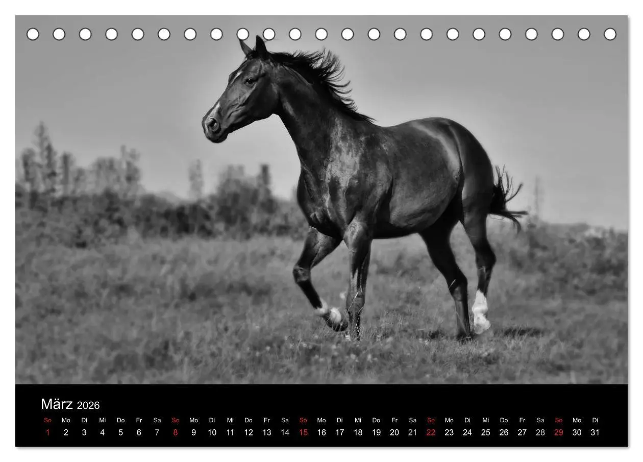 Bild: 9783516168181 | Pferde 2026 Wild Thing (Tischkalender 2026 DIN A5 quer), CALVENDO...