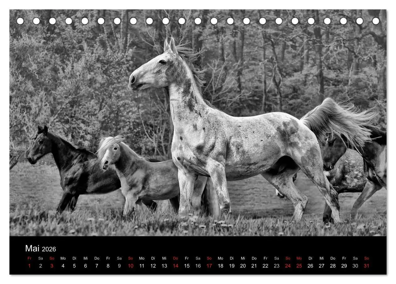 Bild: 9783516168181 | Pferde 2026 Wild Thing (Tischkalender 2026 DIN A5 quer), CALVENDO...