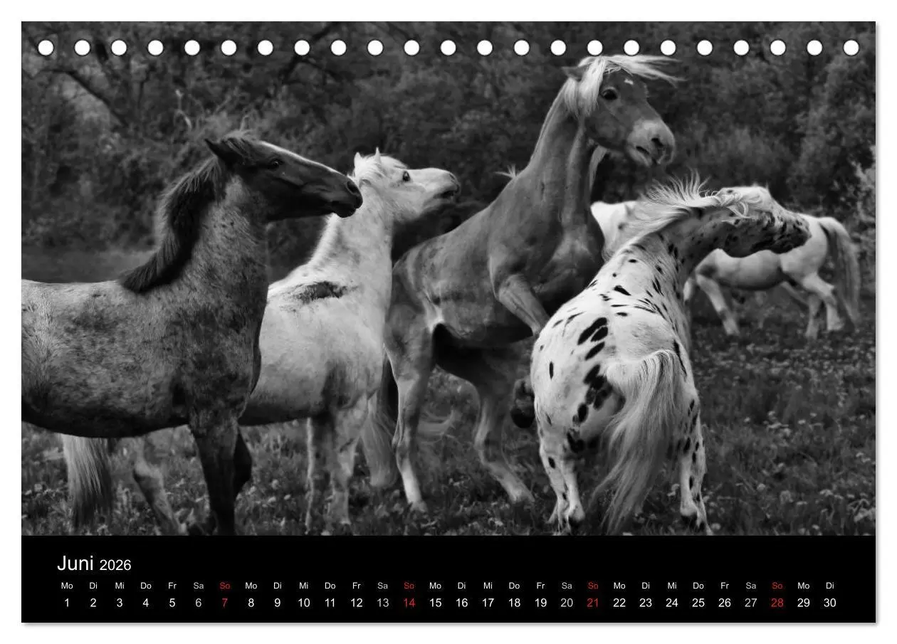 Bild: 9783516168181 | Pferde 2026 Wild Thing (Tischkalender 2026 DIN A5 quer), CALVENDO...