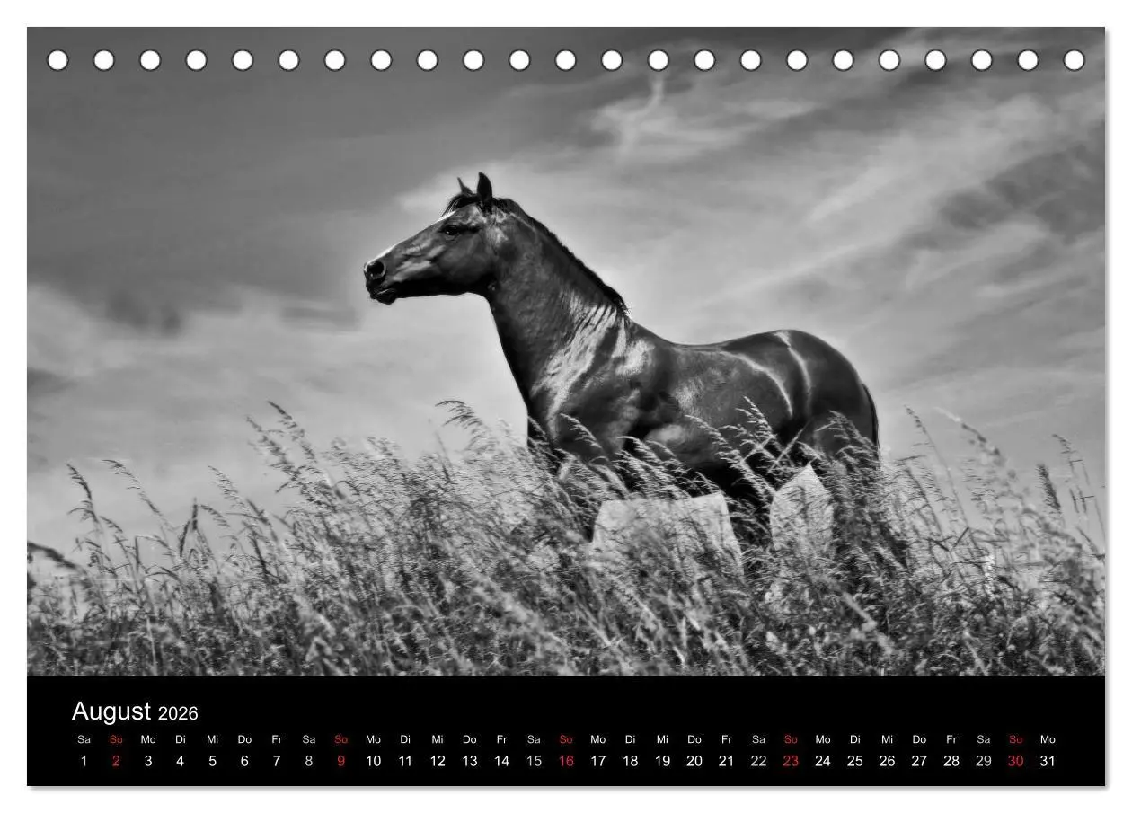 Bild: 9783516168181 | Pferde 2026 Wild Thing (Tischkalender 2026 DIN A5 quer), CALVENDO...