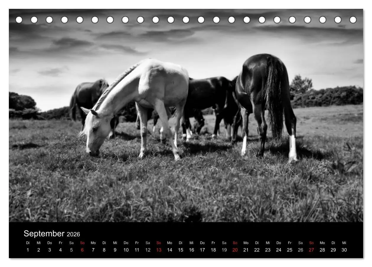 Bild: 9783516168181 | Pferde 2026 Wild Thing (Tischkalender 2026 DIN A5 quer), CALVENDO...