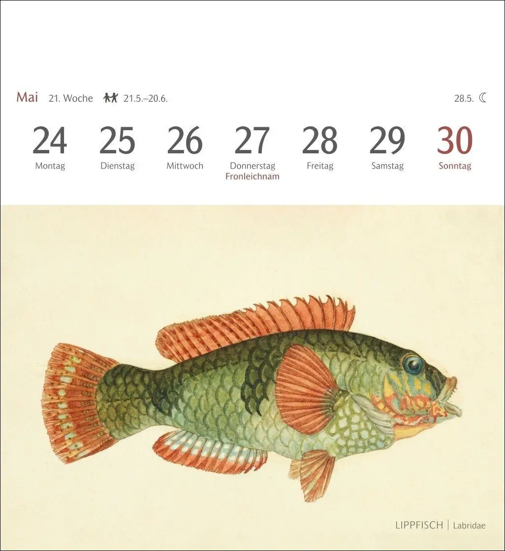 Bild: 9783840038181 | Fische Postkartenkalender 2027 - Postkartenkalender mit 53...