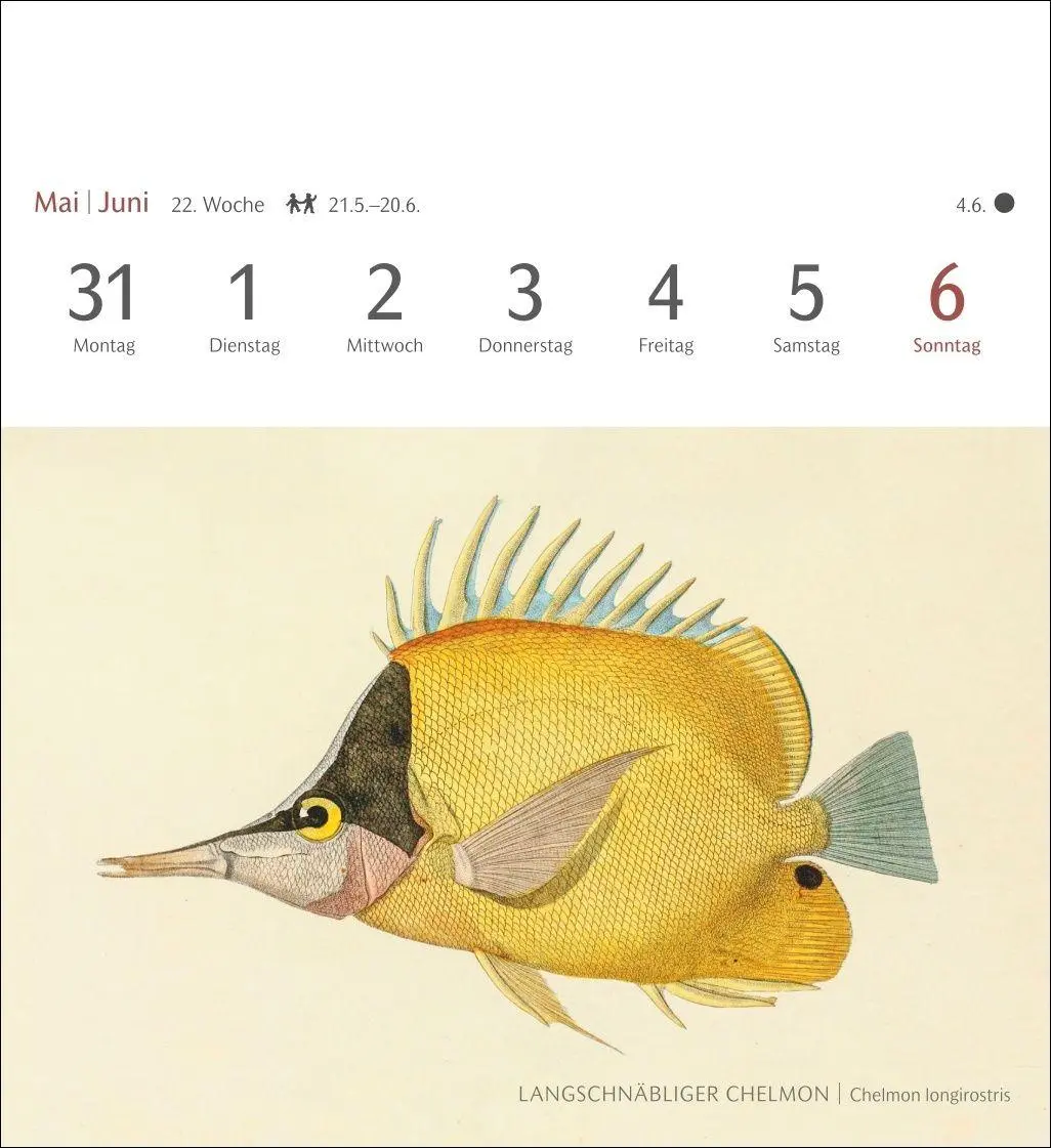 Bild: 9783840038181 | Fische Postkartenkalender 2027 - Postkartenkalender mit 53...