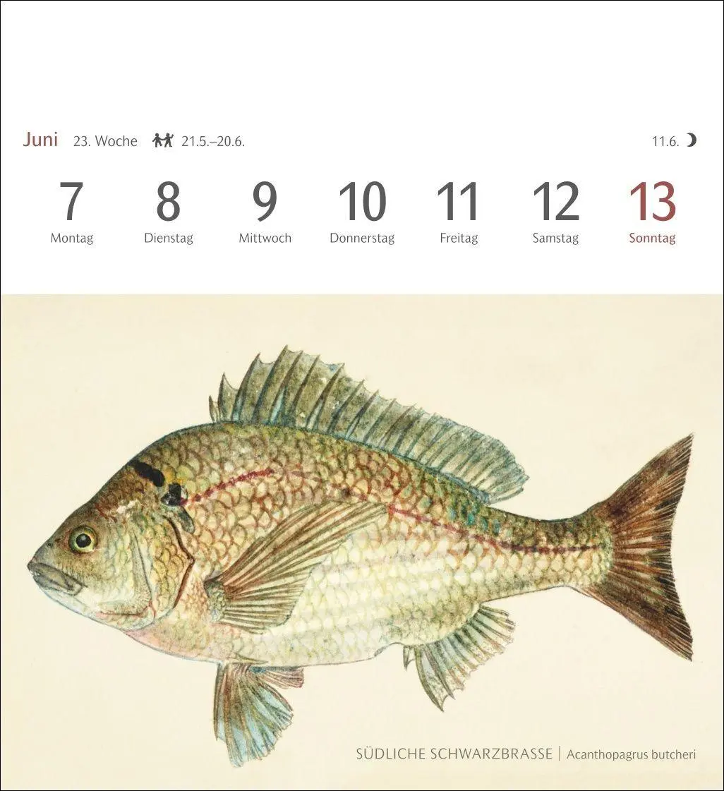 Bild: 9783840038181 | Fische Postkartenkalender 2027 - Postkartenkalender mit 53...