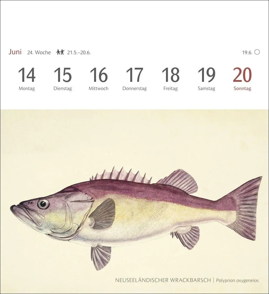 Bild: 9783840038181 | Fische Postkartenkalender 2027 - Postkartenkalender mit 53...