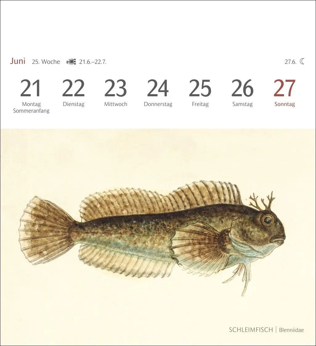 Bild: 9783840038181 | Fische Postkartenkalender 2027 - Postkartenkalender mit 53...