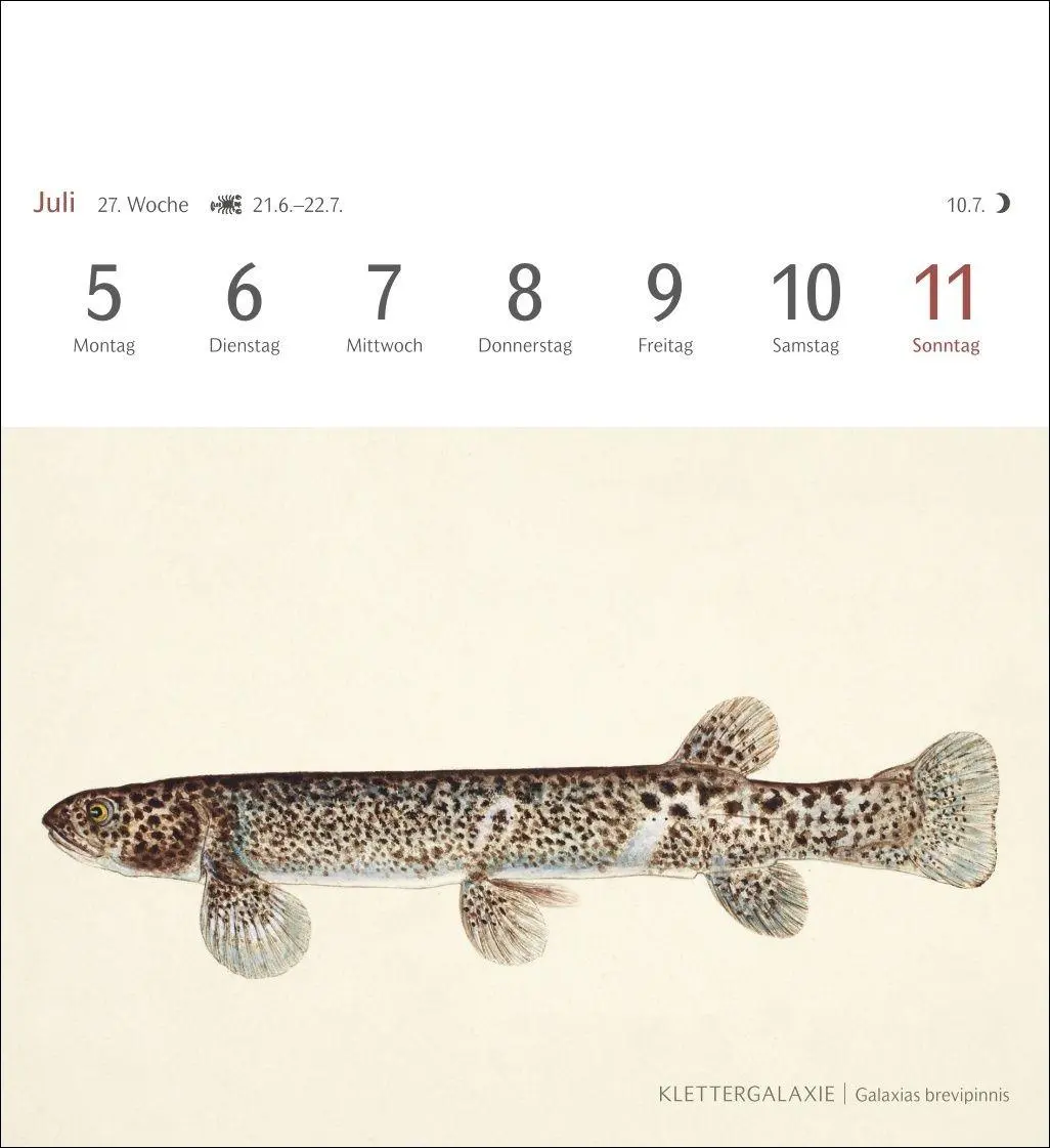 Bild: 9783840038181 | Fische Postkartenkalender 2027 - Postkartenkalender mit 53...