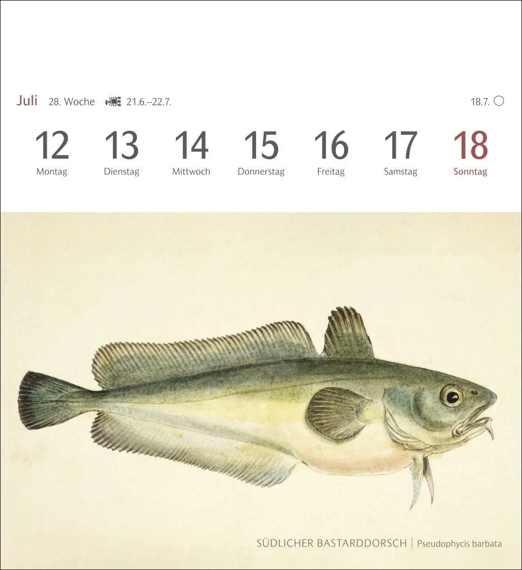 Bild: 9783840038181 | Fische Postkartenkalender 2027 - Postkartenkalender mit 53...