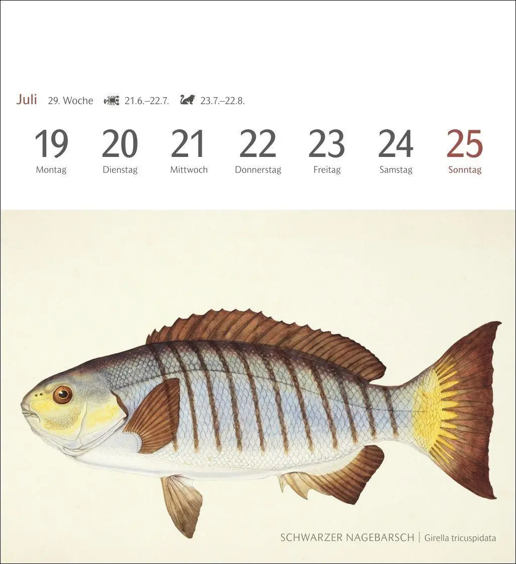 Bild: 9783840038181 | Fische Postkartenkalender 2027 - Postkartenkalender mit 53...