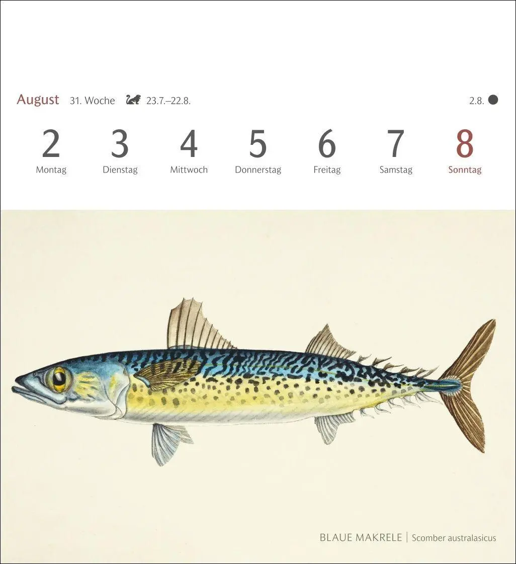Bild: 9783840038181 | Fische Postkartenkalender 2027 - Postkartenkalender mit 53...