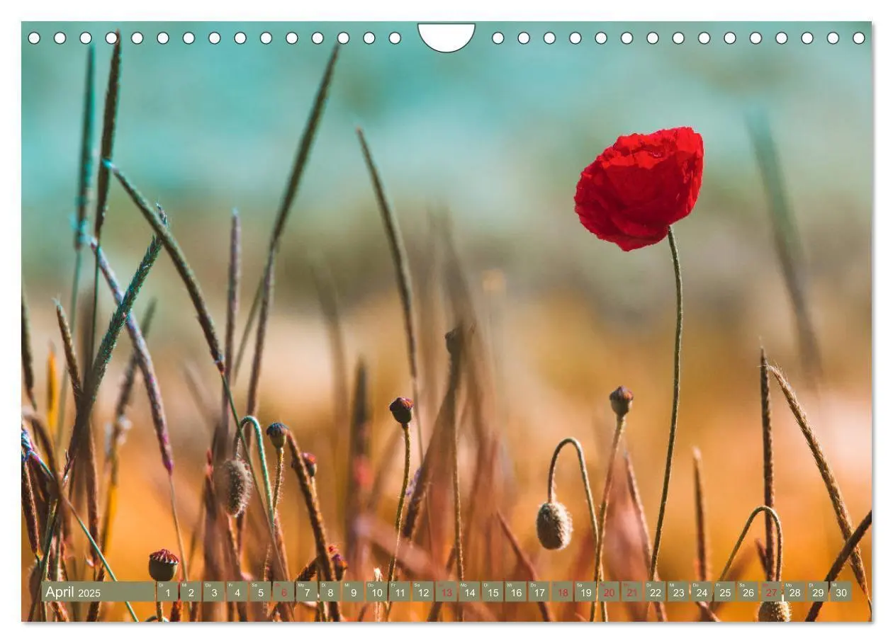 Bild: 9783435288281 | Mohnblumen - Fotografie mit Magie (Wandkalender 2025 DIN A4 quer),...