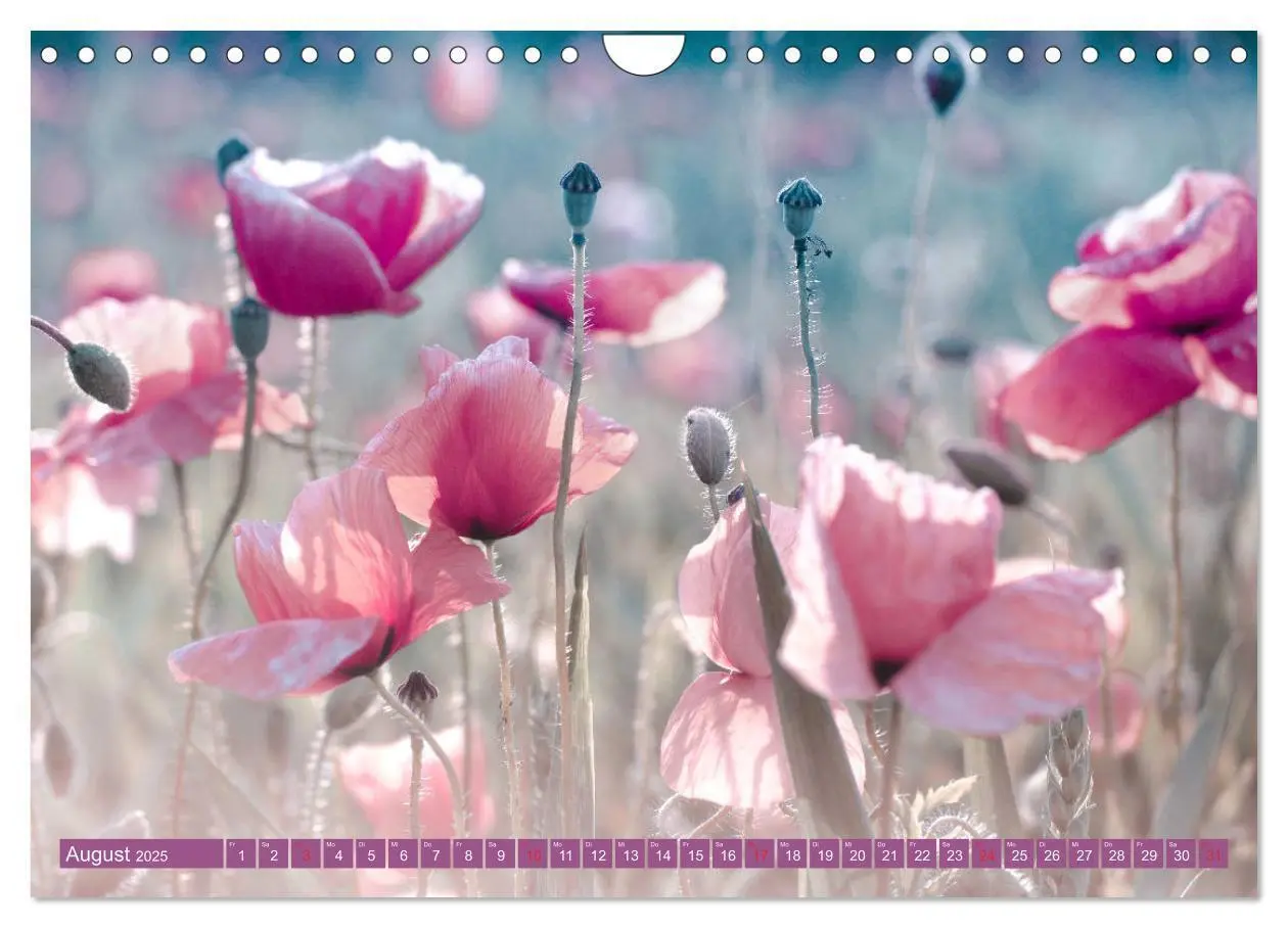 Bild: 9783435288281 | Mohnblumen - Fotografie mit Magie (Wandkalender 2025 DIN A4 quer),...
