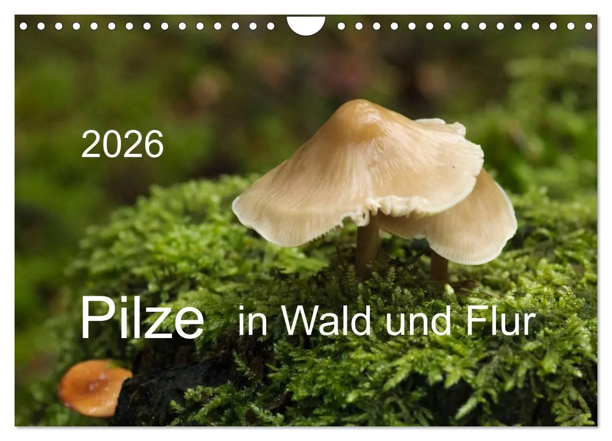 Cover: 9783516088281 | Pilze in Wald und Flur (Wandkalender 2026 DIN A4 quer), CALVENDO...