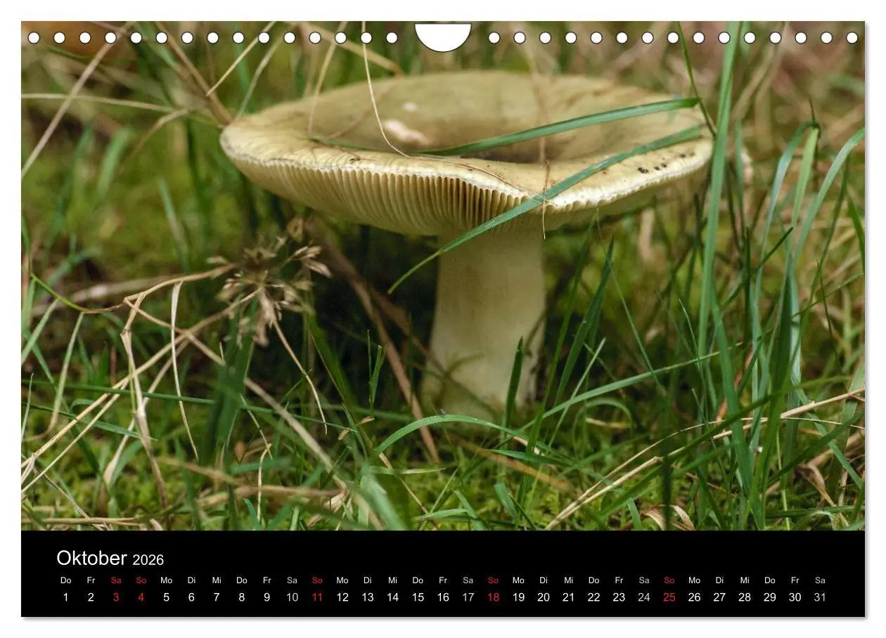 Bild: 9783516088281 | Pilze in Wald und Flur (Wandkalender 2026 DIN A4 quer), CALVENDO...