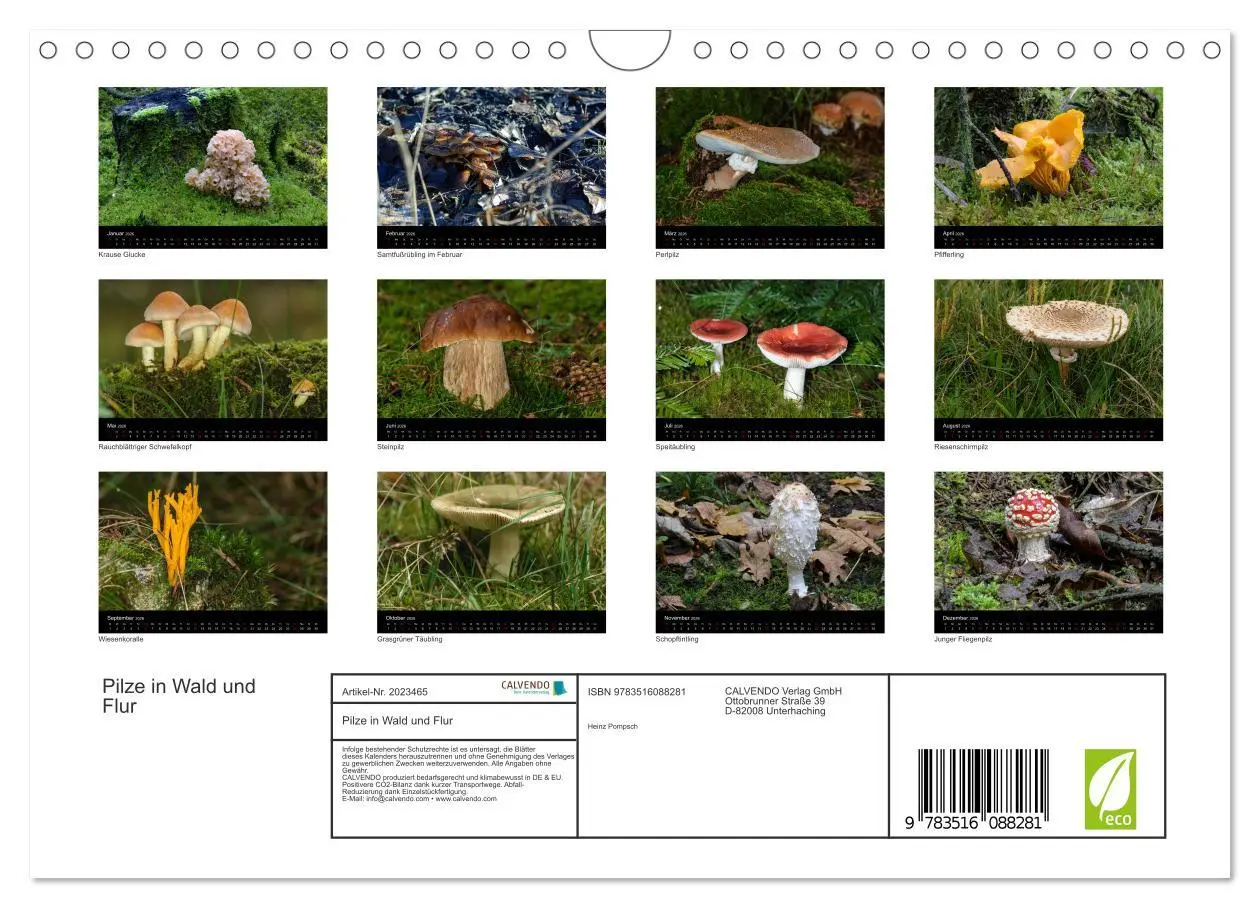 Bild: 9783516088281 | Pilze in Wald und Flur (Wandkalender 2026 DIN A4 quer), CALVENDO...