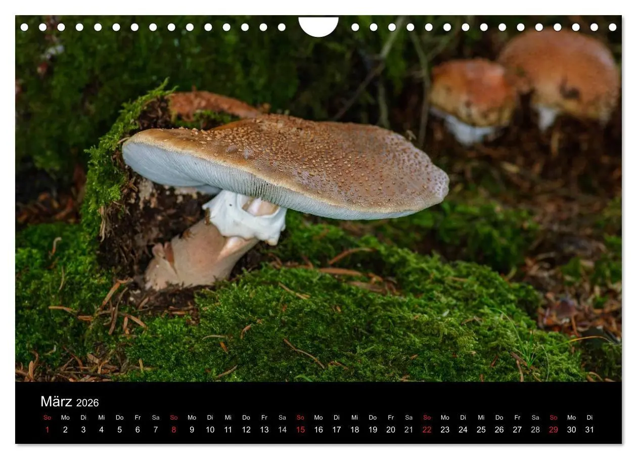 Bild: 9783516088281 | Pilze in Wald und Flur (Wandkalender 2026 DIN A4 quer), CALVENDO...
