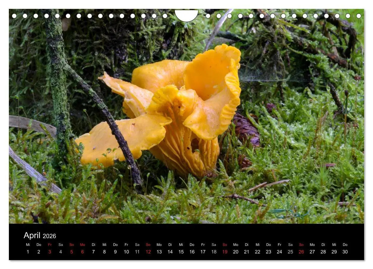 Bild: 9783516088281 | Pilze in Wald und Flur (Wandkalender 2026 DIN A4 quer), CALVENDO...