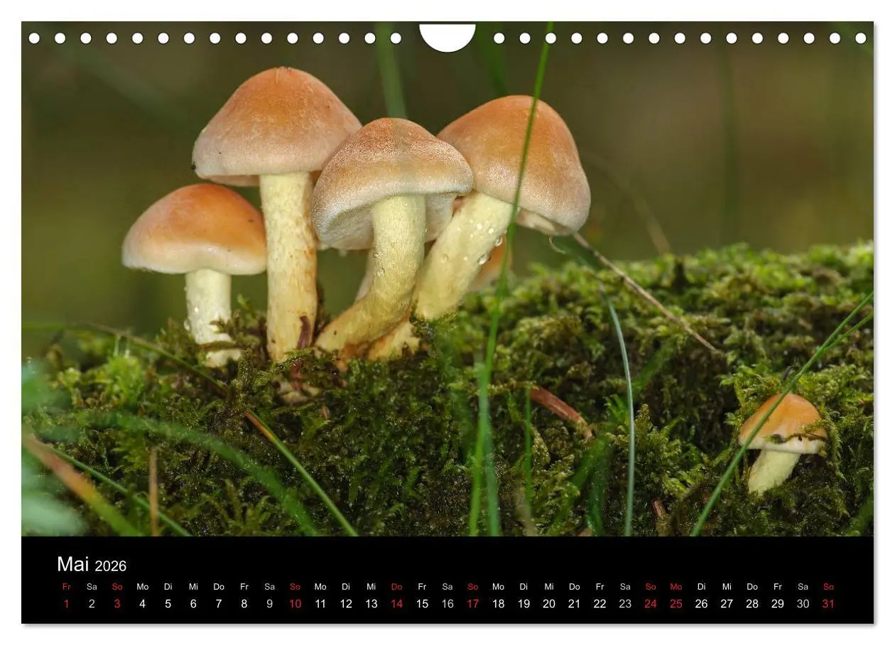 Bild: 9783516088281 | Pilze in Wald und Flur (Wandkalender 2026 DIN A4 quer), CALVENDO...