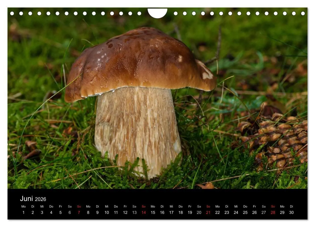 Bild: 9783516088281 | Pilze in Wald und Flur (Wandkalender 2026 DIN A4 quer), CALVENDO...