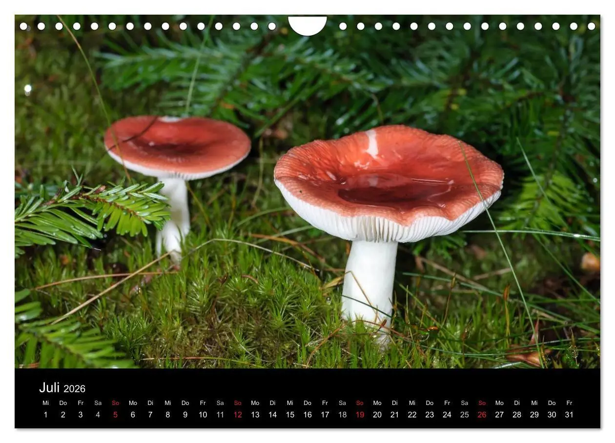 Bild: 9783516088281 | Pilze in Wald und Flur (Wandkalender 2026 DIN A4 quer), CALVENDO...