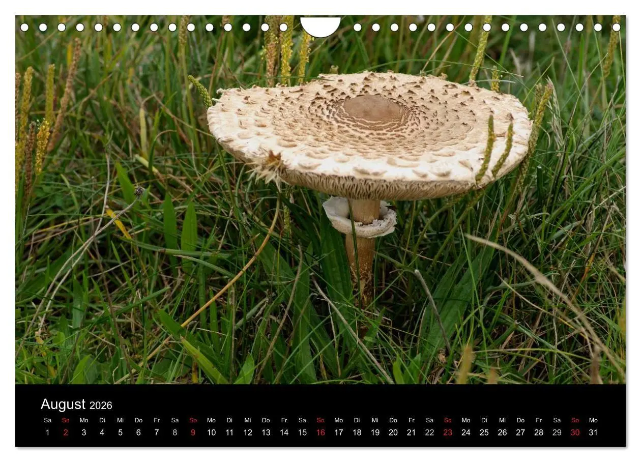 Bild: 9783516088281 | Pilze in Wald und Flur (Wandkalender 2026 DIN A4 quer), CALVENDO...
