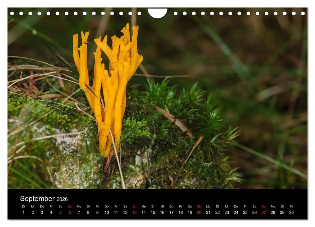 Bild: 9783516088281 | Pilze in Wald und Flur (Wandkalender 2026 DIN A4 quer), CALVENDO...