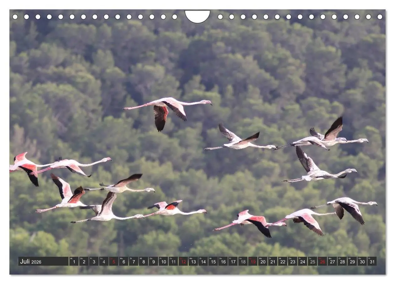 Bild: 9783516228281 | Ibiza - Balearen (Wandkalender 2026 DIN A4 quer), CALVENDO...