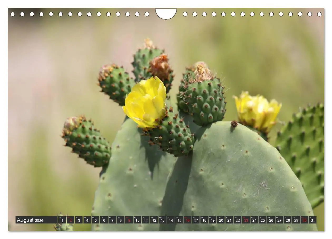 Bild: 9783516228281 | Ibiza - Balearen (Wandkalender 2026 DIN A4 quer), CALVENDO...