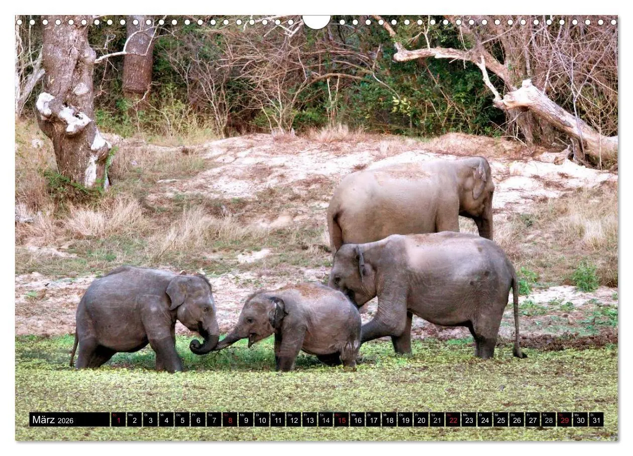 Bild: 9783457988381 | Sri Lanka - Highlights (Wandkalender 2026 DIN A3 quer), CALVENDO...