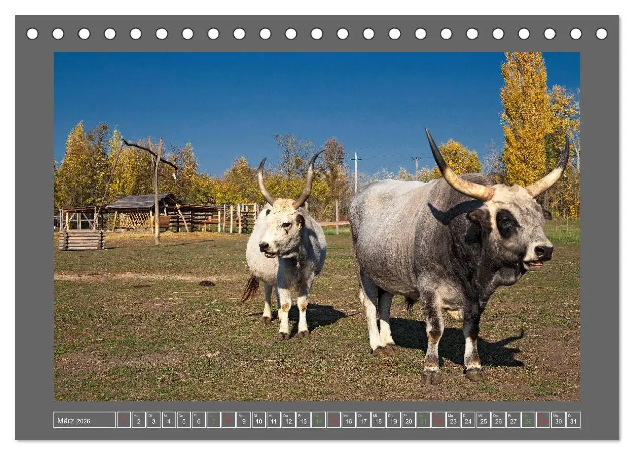 Bild: 9783516218381 | Ungarn - um den westlichen Balaton (Tischkalender 2026 DIN A5...