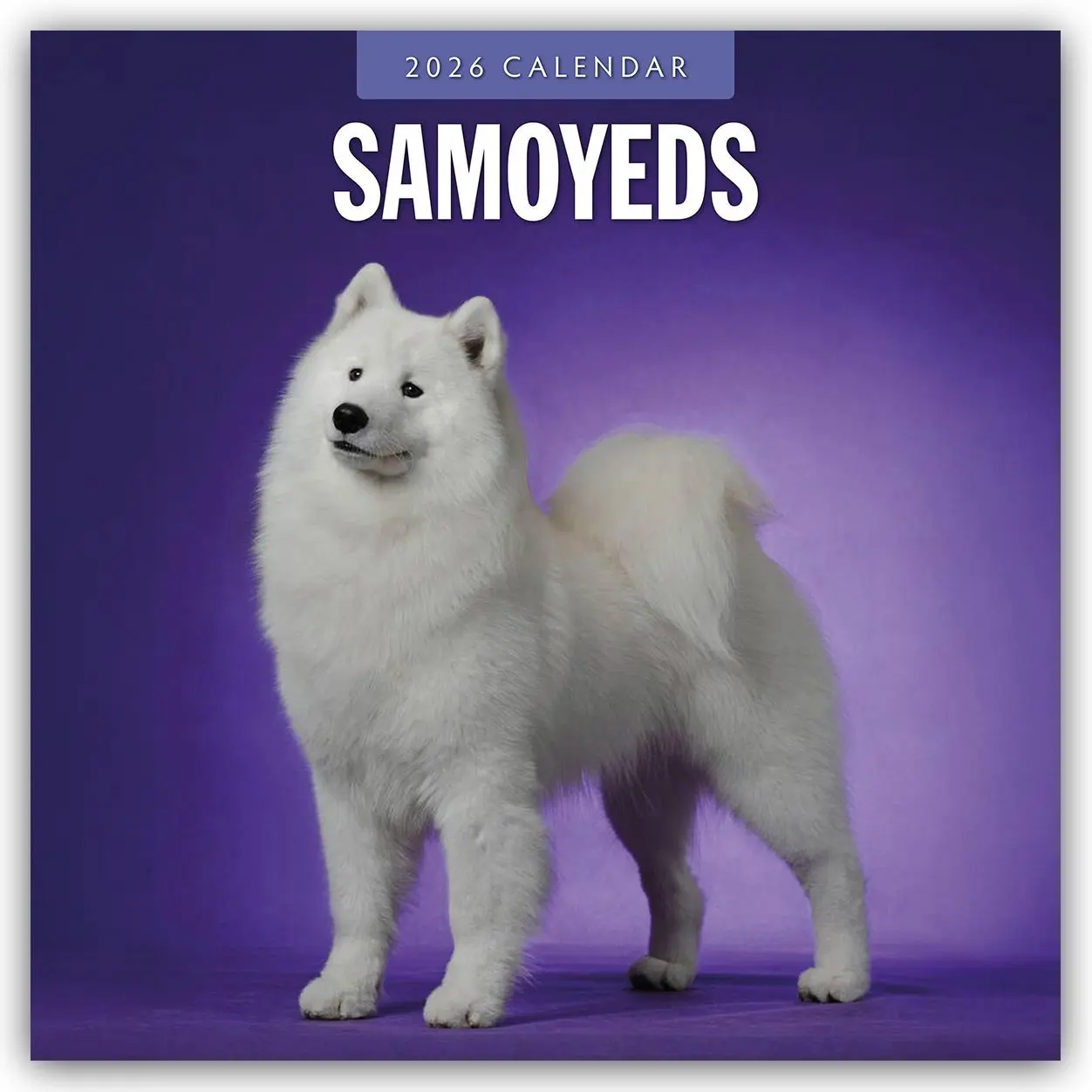 Cover: 9781804428481 | Samoyeds 2026 Square Wall Calendar | Red Robin | Taschenbuch | 14 S.