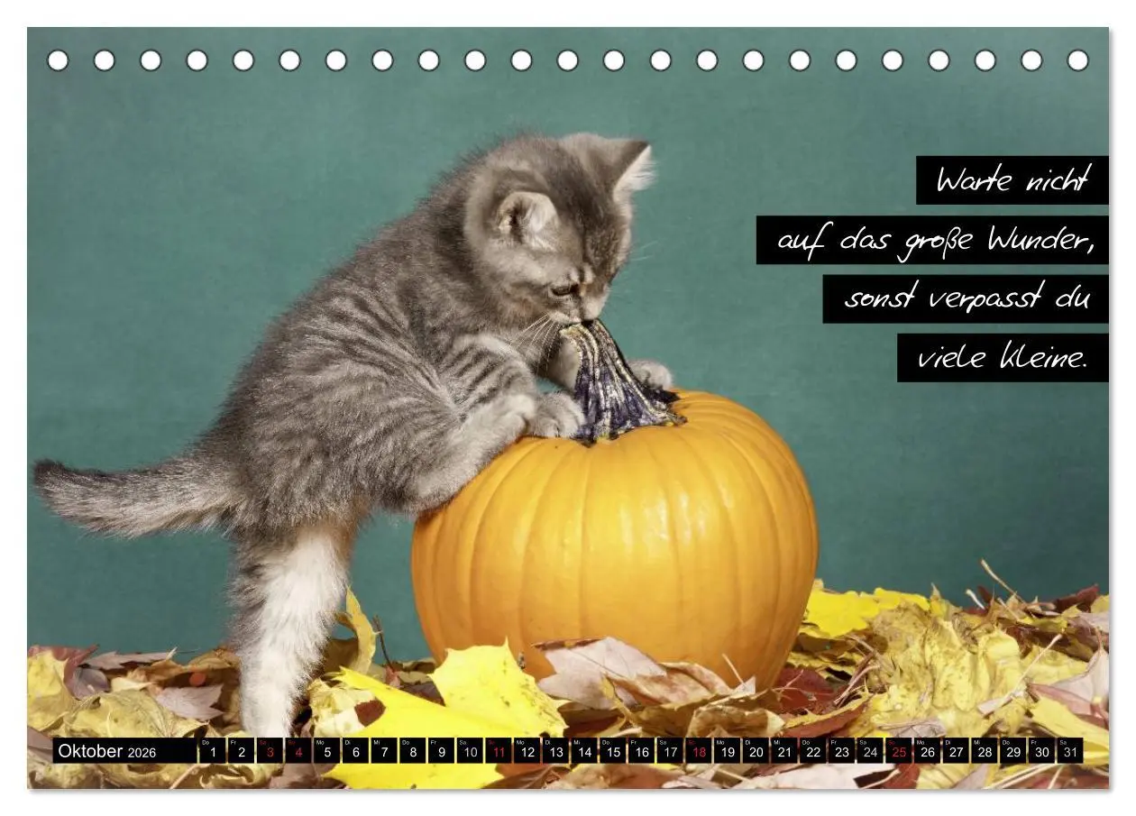 Bild: 9783516068481 | Der "philosophische" Katzenkalender 2026 (Tischkalender 2026 DIN A5...