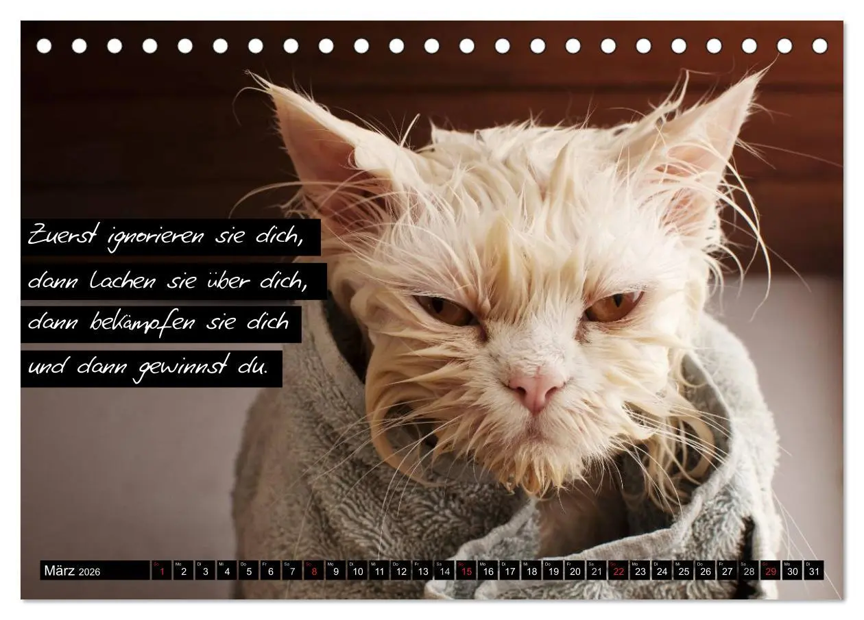 Bild: 9783516068481 | Der "philosophische" Katzenkalender 2026 (Tischkalender 2026 DIN A5...
