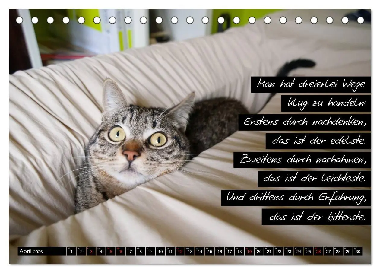 Bild: 9783516068481 | Der "philosophische" Katzenkalender 2026 (Tischkalender 2026 DIN A5...