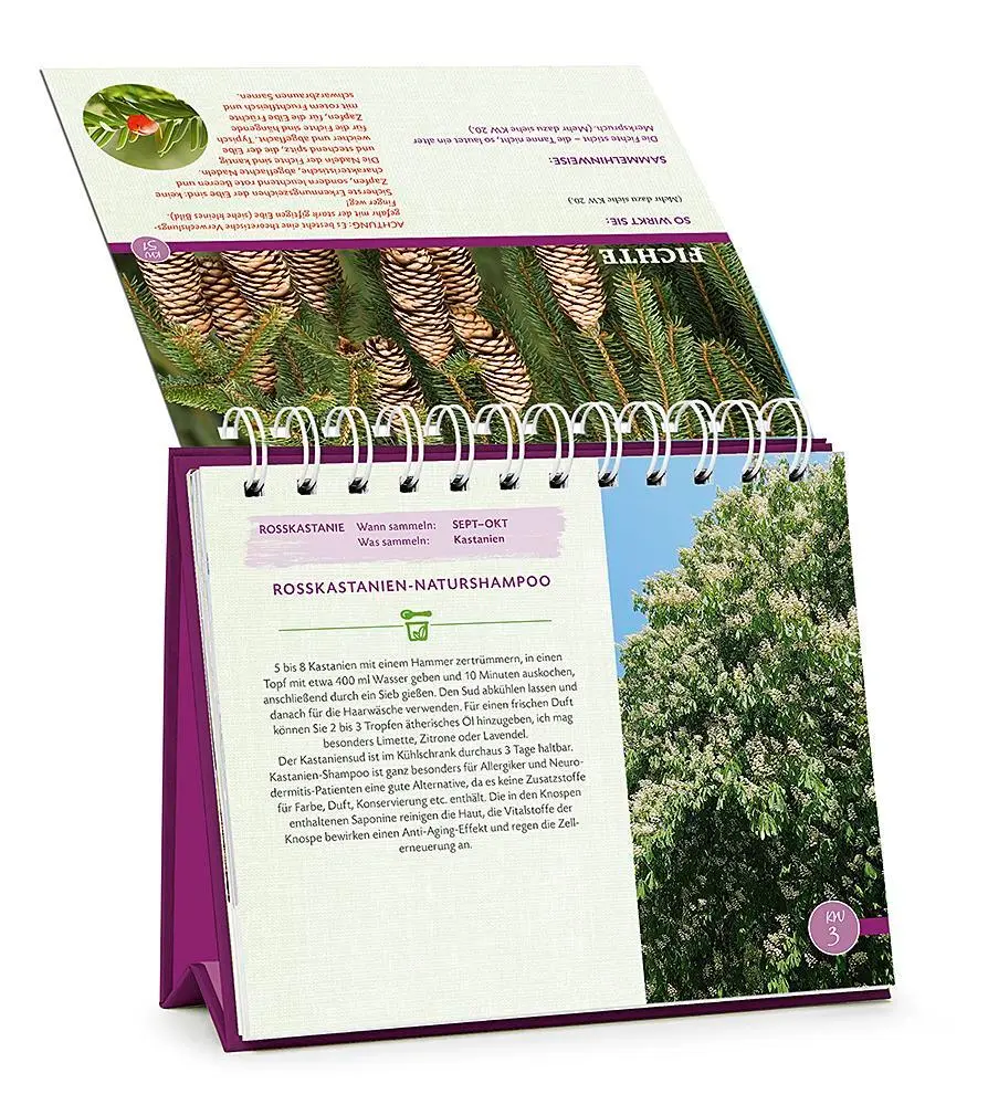 Bild: 9783426658581 | Die Wald-Apotheke | Mit 53 Heilrezepten durch das Jahr | Markus Strauß