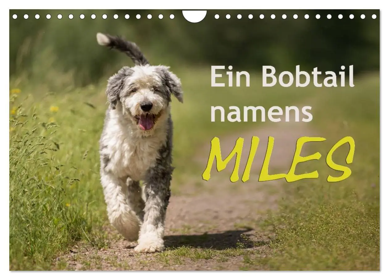 Cover: 9783516058581 | Ein Bobtail namens Miles (Wandkalender 2026 DIN A4 quer), CALVENDO...
